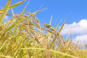 【例文付き】農業分野の志望動機の好印象な書き方！NG例まで徹底解説