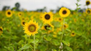 【例文10選】好奇心旺盛を長所として伝える方法｜言い換え表現とNG例も紹介